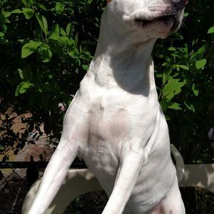 Meet your Posher, Joshua